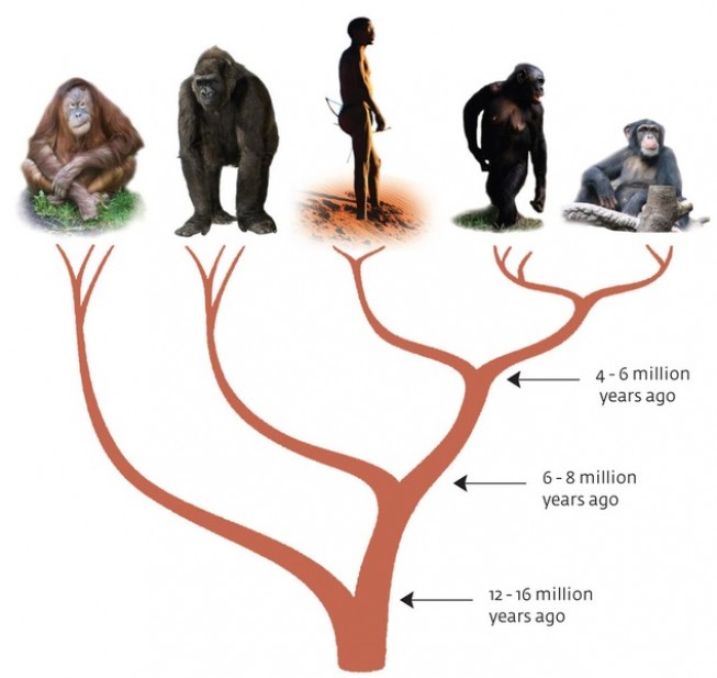 Detail Gambar Evolusi Manusia Nomer 16