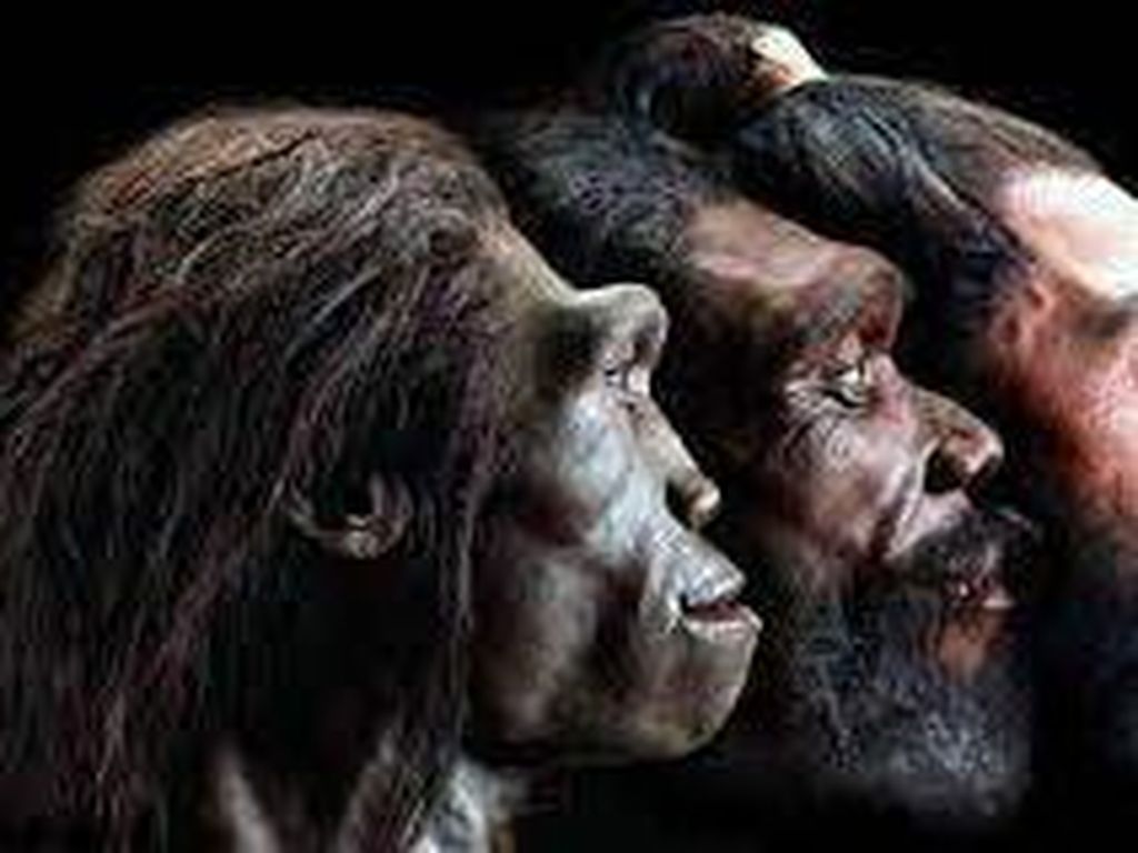 Detail Gambar Evolusi Manusia Nomer 17
