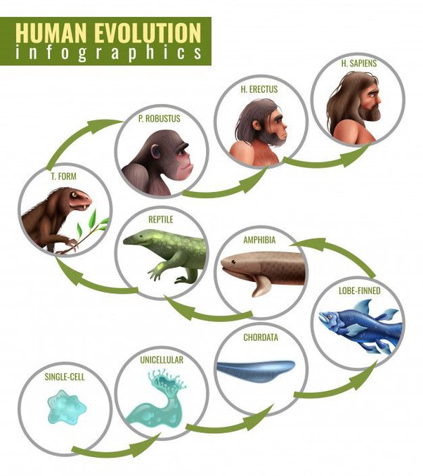 Detail Gambar Evolusi Manusia Nomer 20