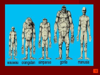 Detail Gambar Evolusi Manusia Nomer 38