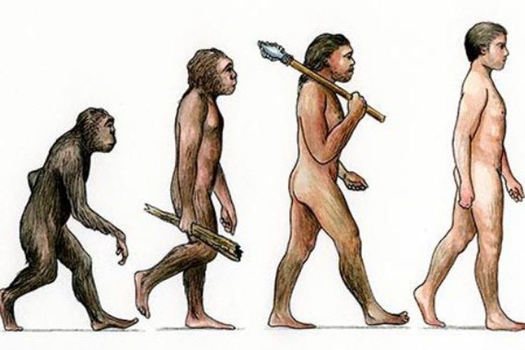 Detail Gambar Evolusi Manusia Nomer 46