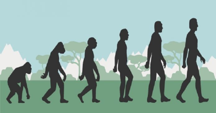 Detail Gambar Evolusi Manusia Nomer 49