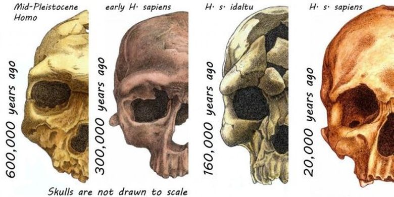 Detail Gambar Evolusi Manusia Nomer 51
