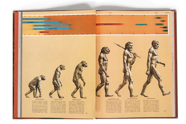Detail Gambar Evolusi Manusia Nomer 5