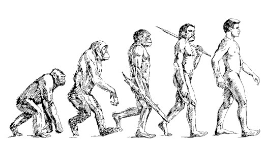 Detail Gambar Evolusi Manusia Nomer 6
