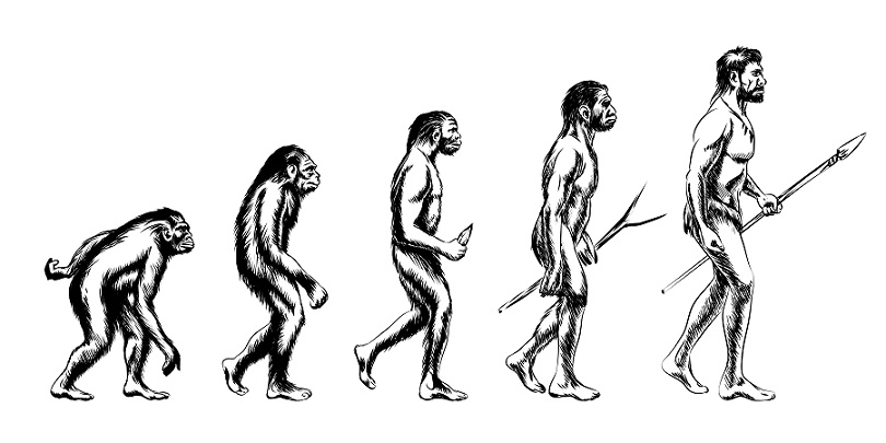 Detail Gambar Evolusi Manusia Purba Nomer 10