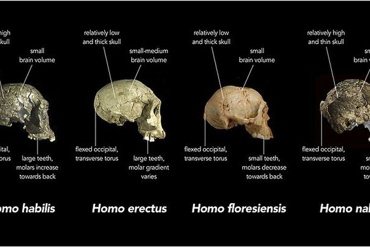 Detail Gambar Evolusi Manusia Purba Nomer 24