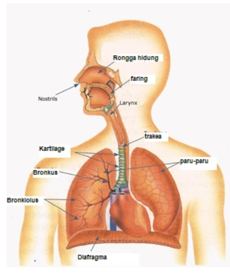 Gambar Faring Sistem Pernapsan Manusia - KibrisPDR