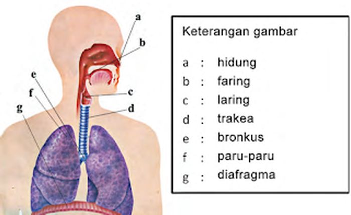 Detail Gambar Faring Sistem Pernapsan Manusia Nomer 14