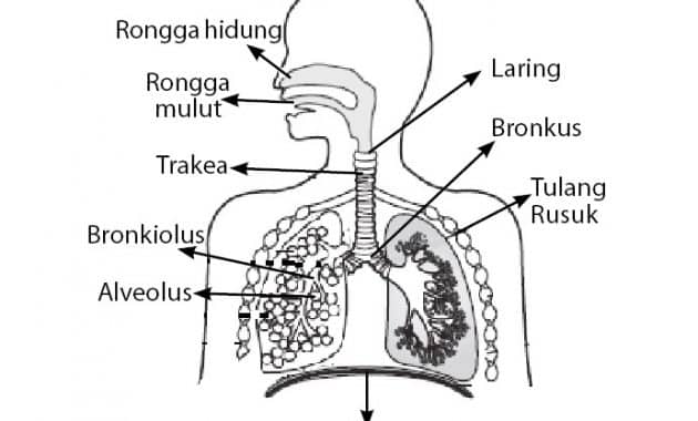 Detail Gambar Faring Sistem Pernapsan Manusia Nomer 3