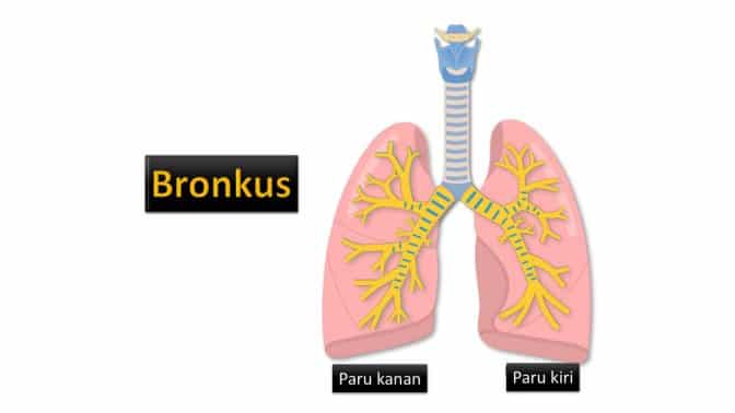 Detail Gambar Faring Sistem Pernapsan Manusia Nomer 23