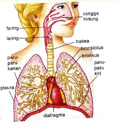 Detail Gambar Faring Sistem Pernapsan Manusia Nomer 30