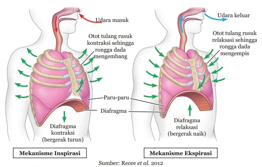 Detail Gambar Faring Sistem Pernapsan Manusia Nomer 35