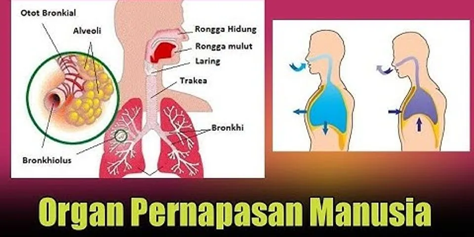 Detail Gambar Faring Sistem Pernapsan Manusia Nomer 36