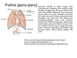 Detail Gambar Faring Sistem Pernapsan Manusia Nomer 38