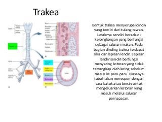 Detail Gambar Faring Sistem Pernapsan Manusia Nomer 54