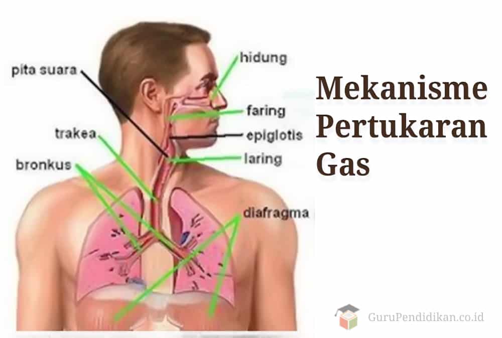 Detail Gambar Faring Sistem Pernapsan Manusia Nomer 7