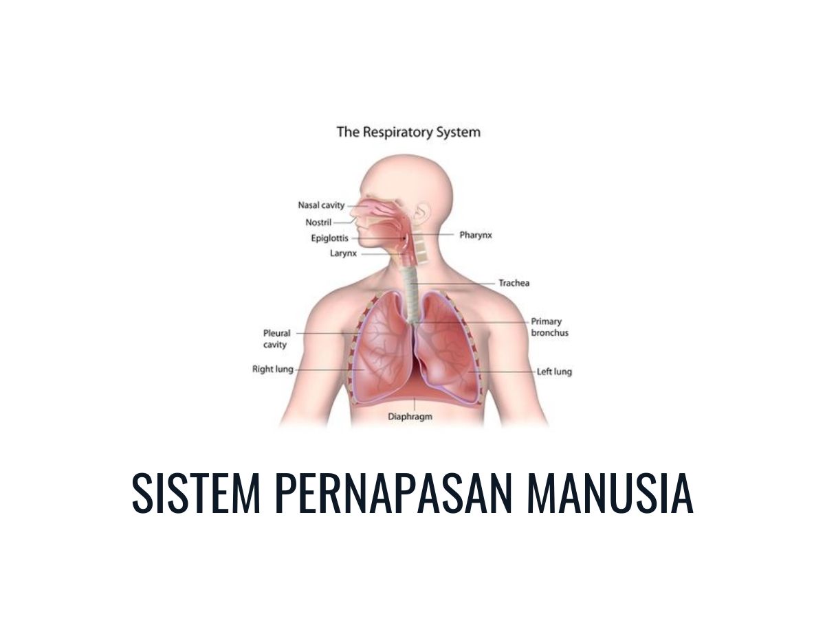 Detail Gambar Faring Sistem Pernapsan Manusia Nomer 9