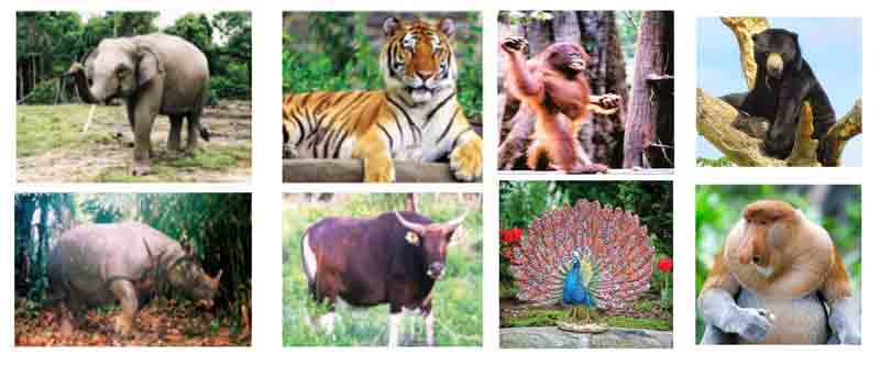 Gambar Fauna Tipe Asiatis Beserta Namanya - KibrisPDR