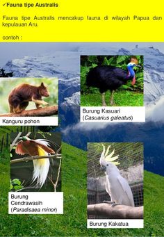 Detail Gambar Fauna Tipe Asiatis Beserta Namanya Nomer 17