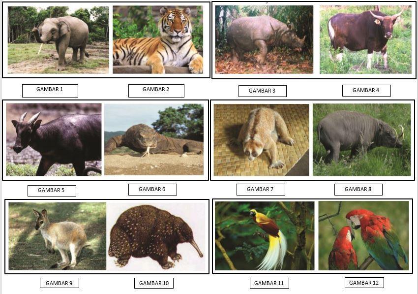 Detail Gambar Fauna Tipe Asiatis Beserta Penjelasannya Nomer 4