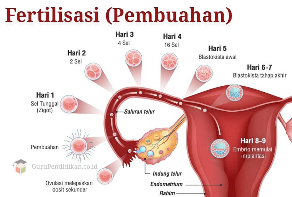 Detail Gambar Fertilisasi Pada Manusia Nomer 2