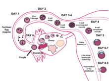 Detail Gambar Fertilisasi Pada Manusia Nomer 10