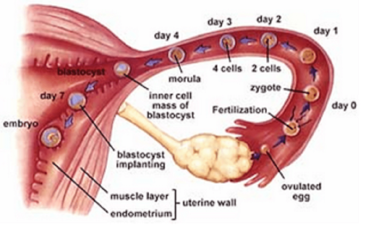 Detail Gambar Fertilisasi Pada Manusia Nomer 12