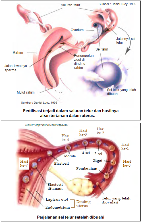 Detail Gambar Fertilisasi Pada Manusia Nomer 27