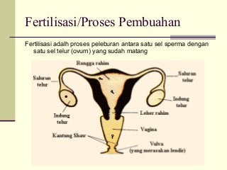 Detail Gambar Fertilisasi Pada Manusia Nomer 29