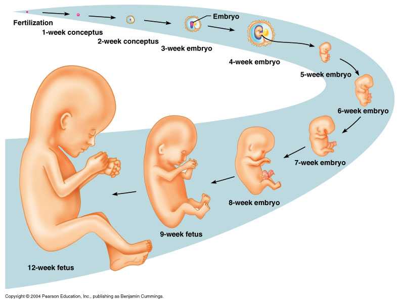 Detail Gambar Fertilisasi Pada Manusia Nomer 30