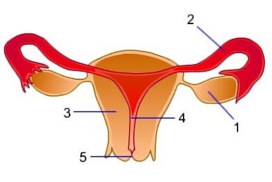 Detail Gambar Fertilisasi Pada Manusia Nomer 45