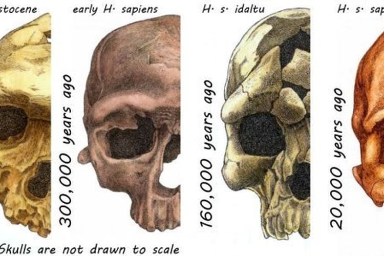 Detail Gambar Fosil Manusia Purba Nomer 13