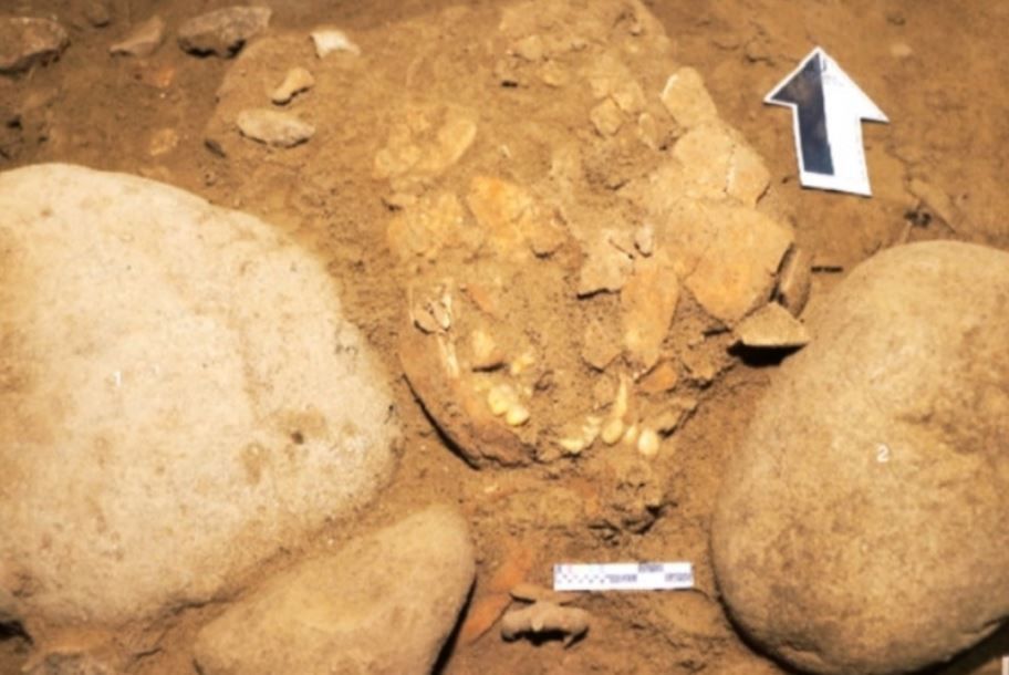 Detail Gambar Fosil Manusia Purba Nomer 27
