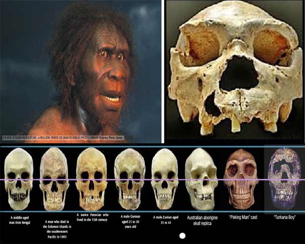 Detail Gambar Fosil Manusia Purba Nomer 33