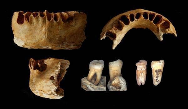 Detail Gambar Fosil Manusia Purba Beserta Keterangannya Nomer 32