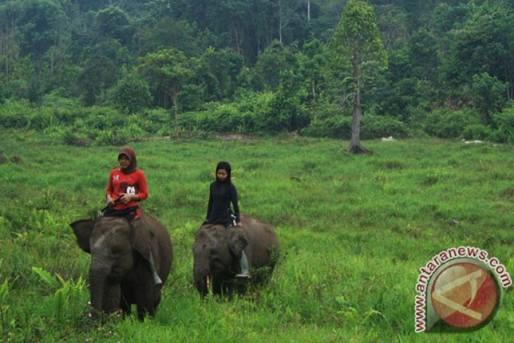 Detail Gambar Gajah Titik Titik Nomer 14