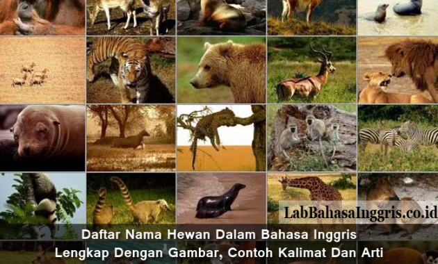 Detail Gambar Gambar Hewan Lengkap Dengan Nama Dalam Bahasa Inggris Nomer 18