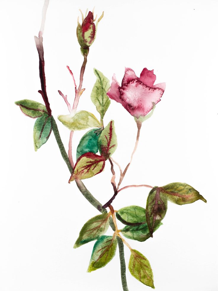 Detail Botanical Art Watercolor Nomer 6