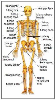 Detail Gambar Gerak Anatomi Tubuh Manusia Nomer 11
