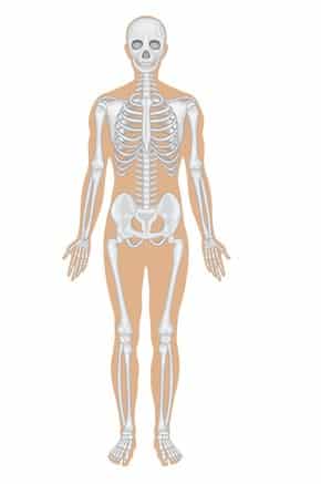 Detail Gambar Gerak Anatomi Tubuh Manusia Nomer 25