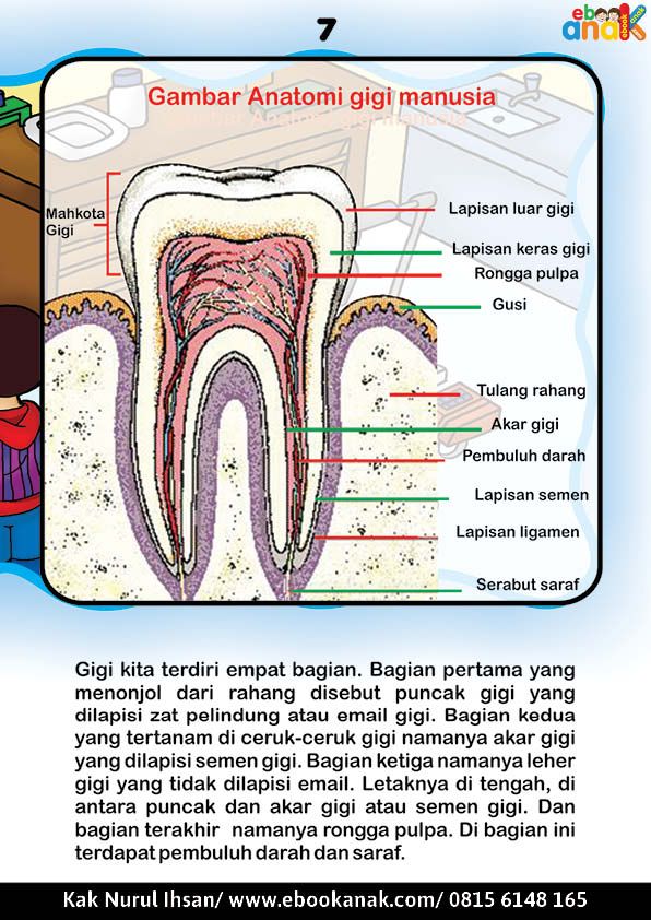 Detail Gambar Gigi Manusia Nomer 36