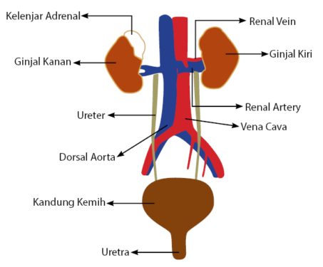 Detail Gambar Ginjal Beserta Bagiannya Nomer 18