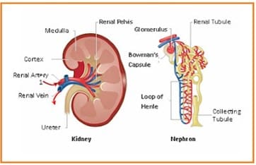 Detail Gambar Ginjal Beserta Bagiannya Nomer 19