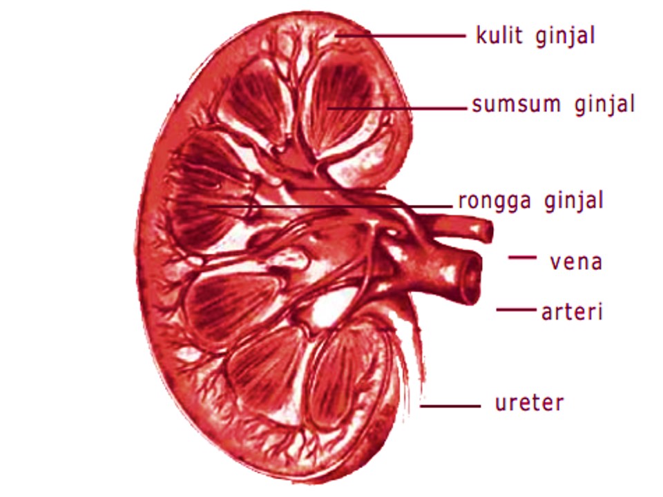 Detail Gambar Ginjal Beserta Bagiannya Nomer 28