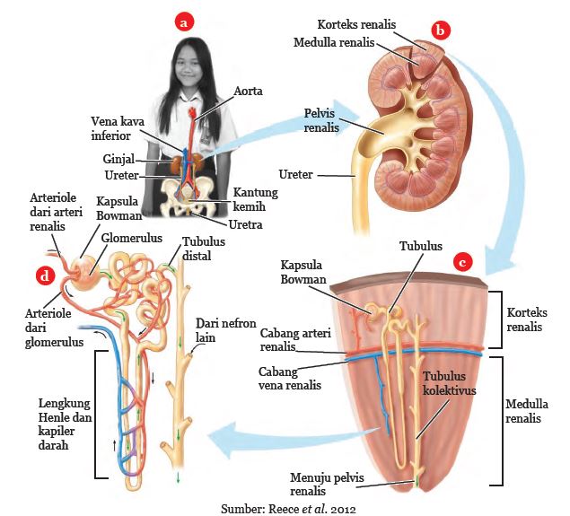 Detail Gambar Ginjal Beserta Bagiannya Dan Fungsinya Nomer 46