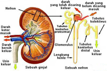 Detail Gambar Ginjal Beserta Bagiannya Dan Fungsinya Nomer 8