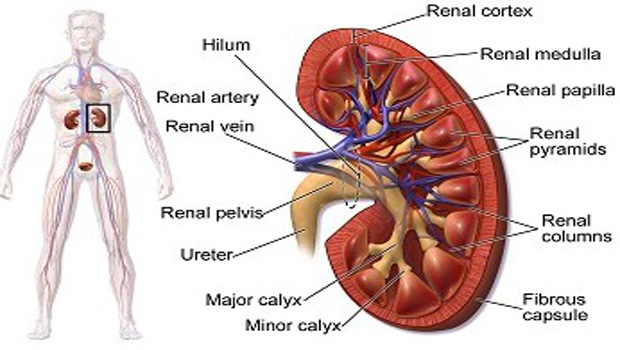 Detail Gambar Ginjal Beserta Bagiannya Dan Fungsinya Nomer 9