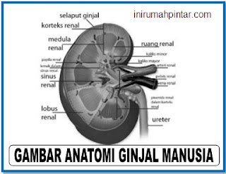 Detail Gambar Ginjal Dan Fungsi Fungsinya Nomer 20