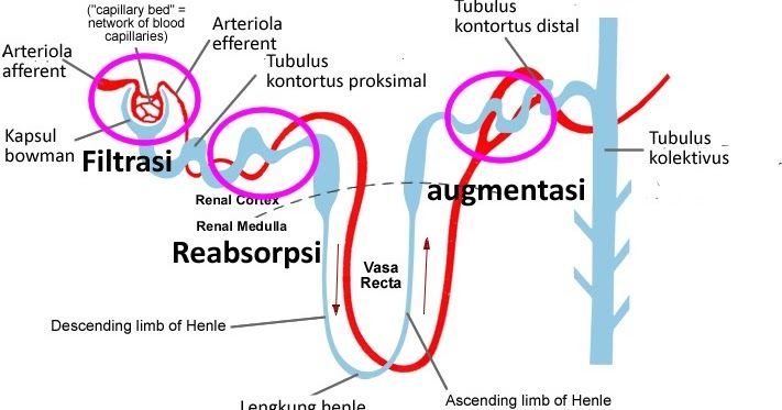 Detail Gambar Ginjal Dan Fungsi Fungsinya Nomer 41